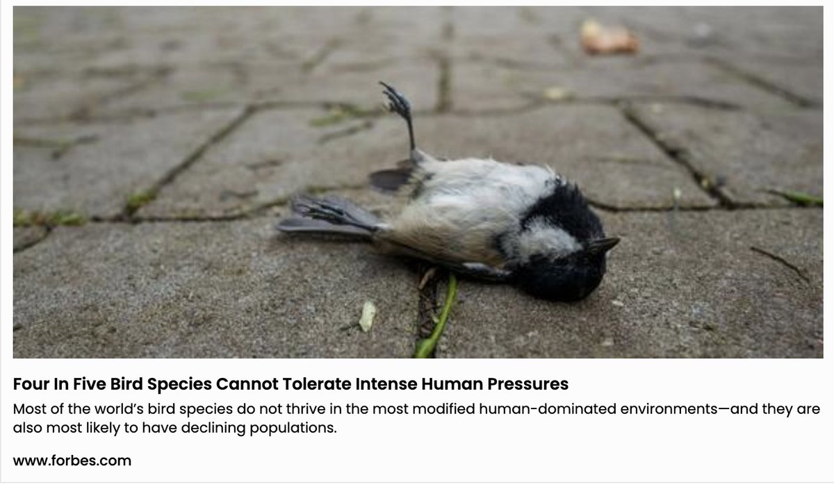 Four In Five Bird Species Cannot Tolerate Intense Human Pressures, out of Aarhus University, published by Global Ecology and Biogeography by @GrrlScientist #birds🦉 #ornithology🪶 #biodiversity #conservation🌍 #habitat forbes.com/sites/grrlscie…