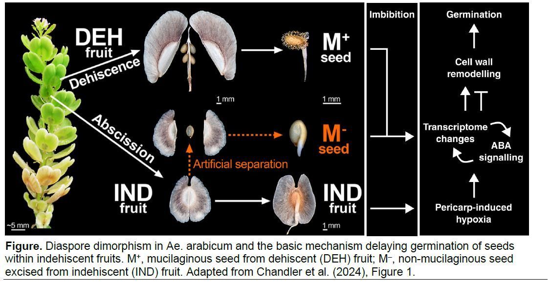 IN BRIEF: Playing the field: The molecular basis of fruit morphology-based bet-hedging (Leonard Blaschek) buff.ly/49C8PqC @RoyalHolloway @Shakeyjc @Waheed_Arshad @NoeFPbio @RHULBioSci @ASPB #PlantSci