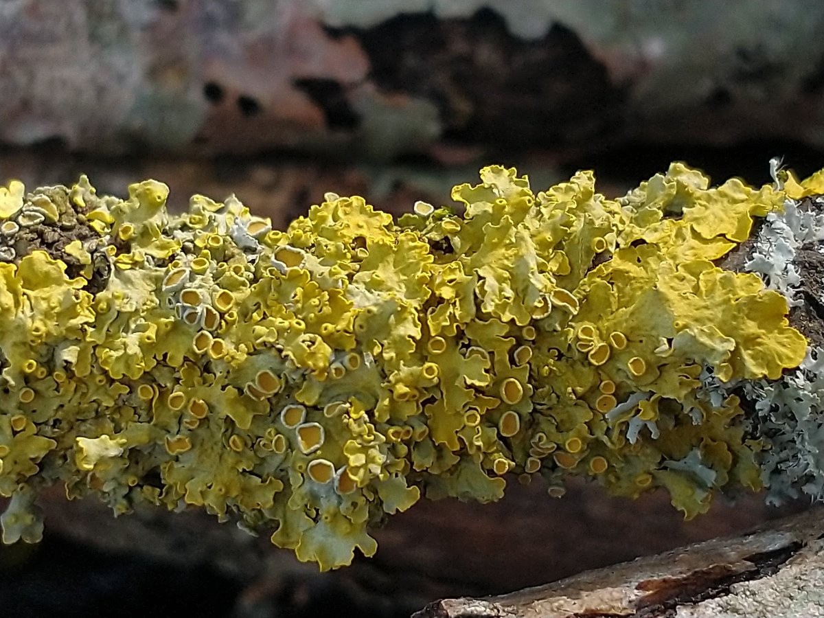 Could this be the terd of the custard bird?🕊️ 😳😊 #lichen #lichenology #fungi #macro #nature #wildlife #photohour #wednesdaymorning