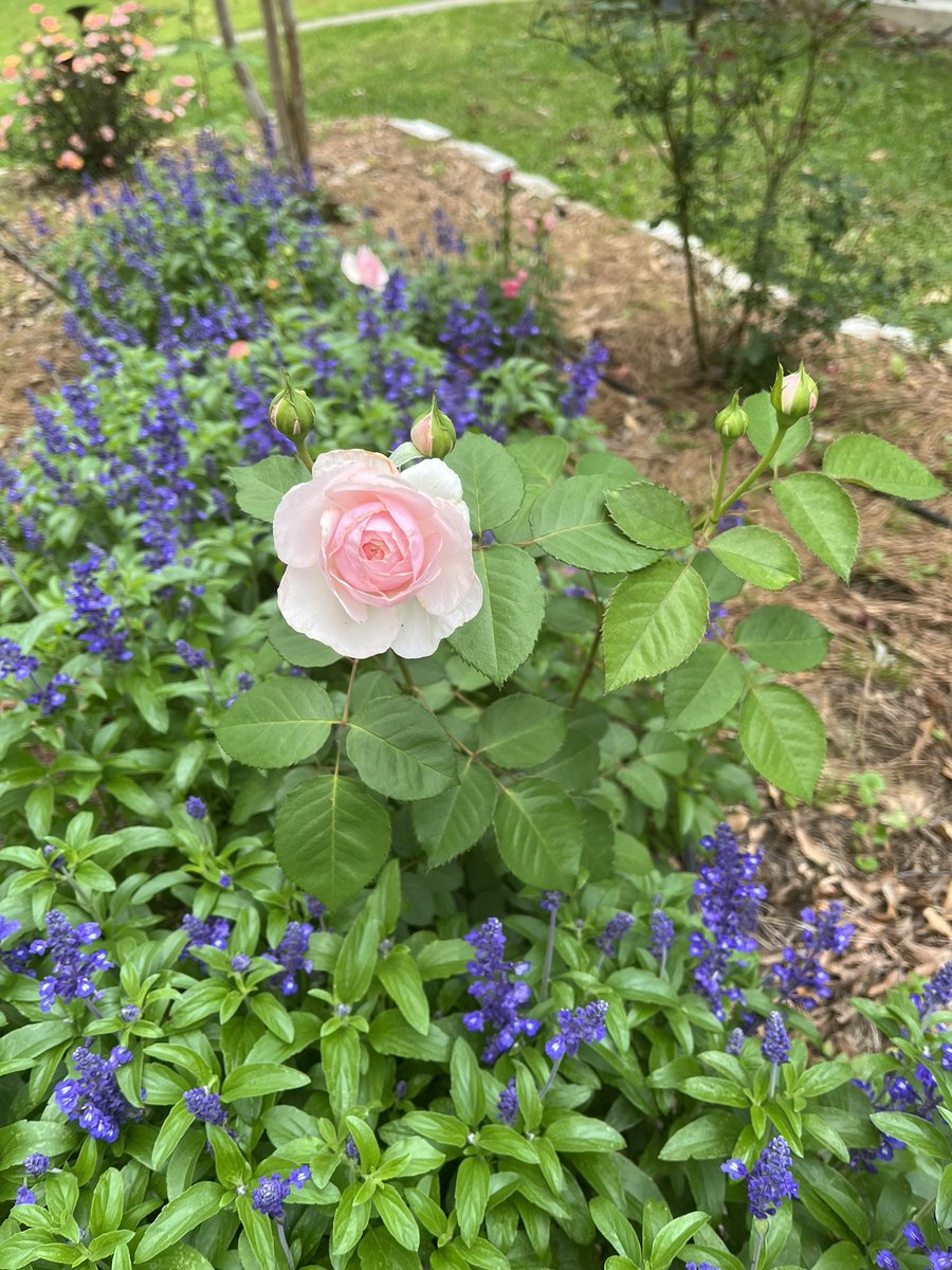 This is one of my favorite roses. It’s such a gorgeous fragrant rose. #rosethicketfarms #davidaustinroses #rosegarden #roses #rosewednesday #flowerstagram #flowergarden #flowersofinstagram