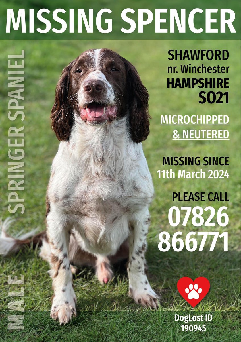 rosieDoc2's tweet image. #SpanielHour 

SPENCERS FAMILY NEED YOUR HELP LOCALS - they don’t live in area he’s missing in #Shawford nr #Winchester #HAMPSHIRE #SO21 
Lost 11/3/24 chipped/neutered 
#ESS 
@WinchesterHour @WinchesterComm1 @RachaelB100 @juliagarland73 @BitofDecorum @alid2912 @JacquiSaid @bs2510