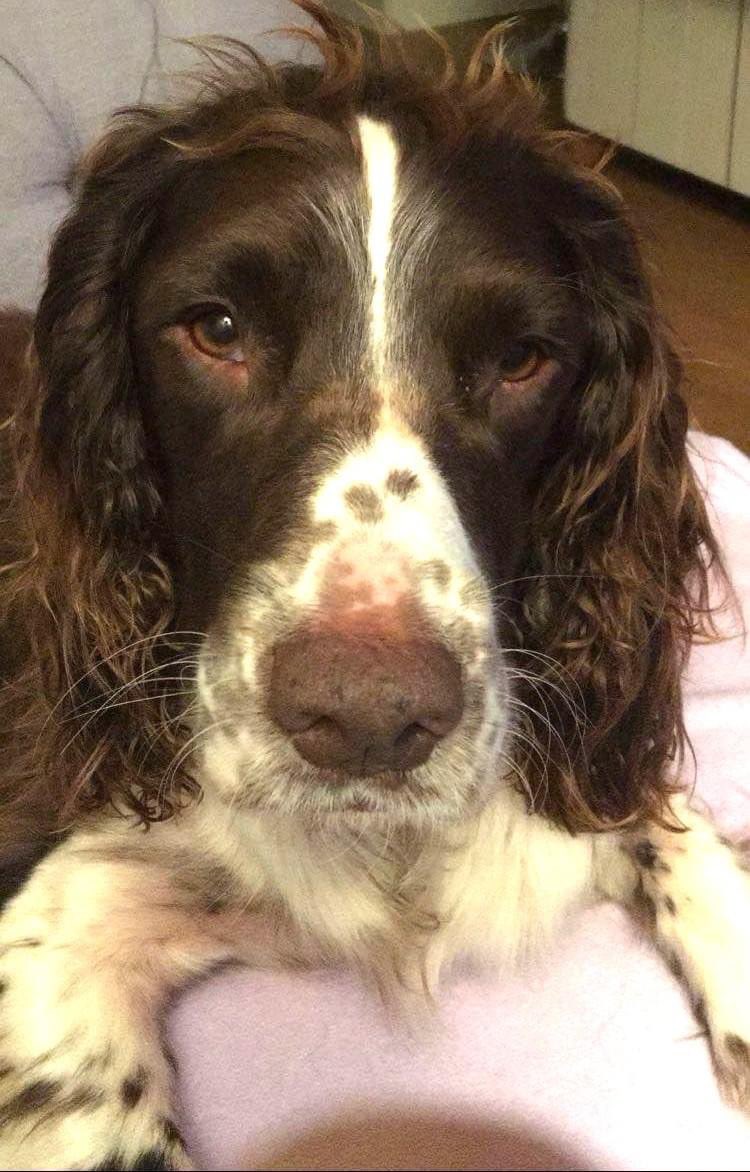 rosieDoc2's tweet image. #SpanielHour 

SPENCERS FAMILY NEED YOUR HELP LOCALS - they don’t live in area he’s missing in #Shawford nr #Winchester #HAMPSHIRE #SO21 
Lost 11/3/24 chipped/neutered 
#ESS 
@WinchesterHour @WinchesterComm1 @RachaelB100 @juliagarland73 @BitofDecorum @alid2912 @JacquiSaid @bs2510