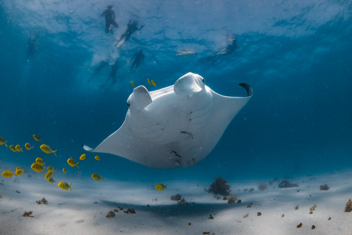 Postcard from the spectacular #NigalooReef #WA #Australia in the traditional waters of the Baiyungu and Yinigudura people. 

Total bucket-list day doing snorkel drops and swimming with these giant manta rays. Stunning photography thanks to Laura Gourgas 📸 #thisiswa