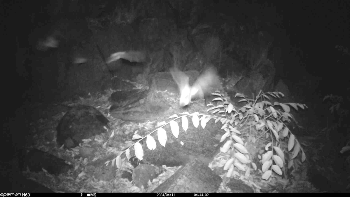 HartpuryUniAnAg's tweet photo. Staff @garrettlucy1 @AnthonyLowney @ivanaschork and Ben Klinkenberg and students from our department have had an amazing experience on their South Africa #fieldtrip. Check out the camera trap footage of #bats on #BatAppreciationDay captured on the trip https://t.co/OQGbDObmJx