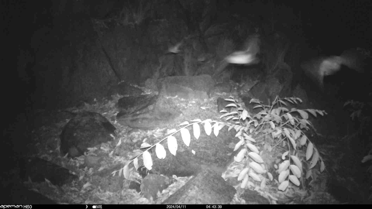 HartpuryUniAnAg's tweet photo. Staff @garrettlucy1 @AnthonyLowney @ivanaschork and Ben Klinkenberg and students from our department have had an amazing experience on their South Africa #fieldtrip. Check out the camera trap footage of #bats on #BatAppreciationDay captured on the trip https://t.co/OQGbDObmJx