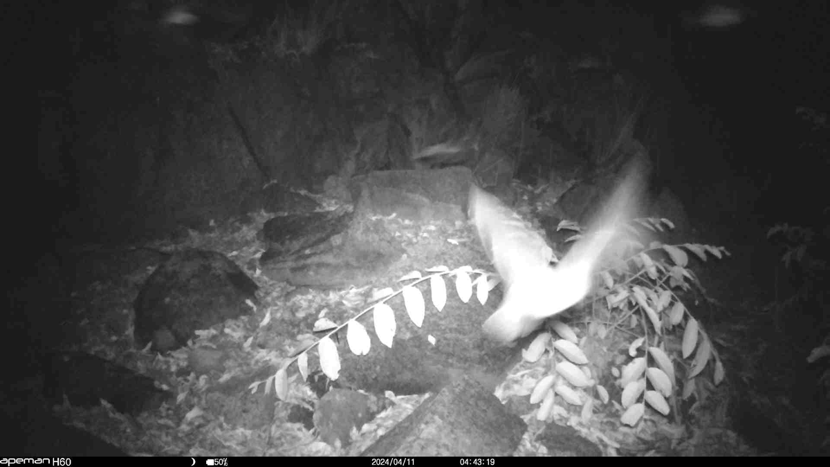 HartpuryUniAnAg's tweet photo. Staff @garrettlucy1 @AnthonyLowney @ivanaschork and Ben Klinkenberg and students from our department have had an amazing experience on their South Africa #fieldtrip. Check out the camera trap footage of #bats on #BatAppreciationDay captured on the trip https://t.co/OQGbDObmJx