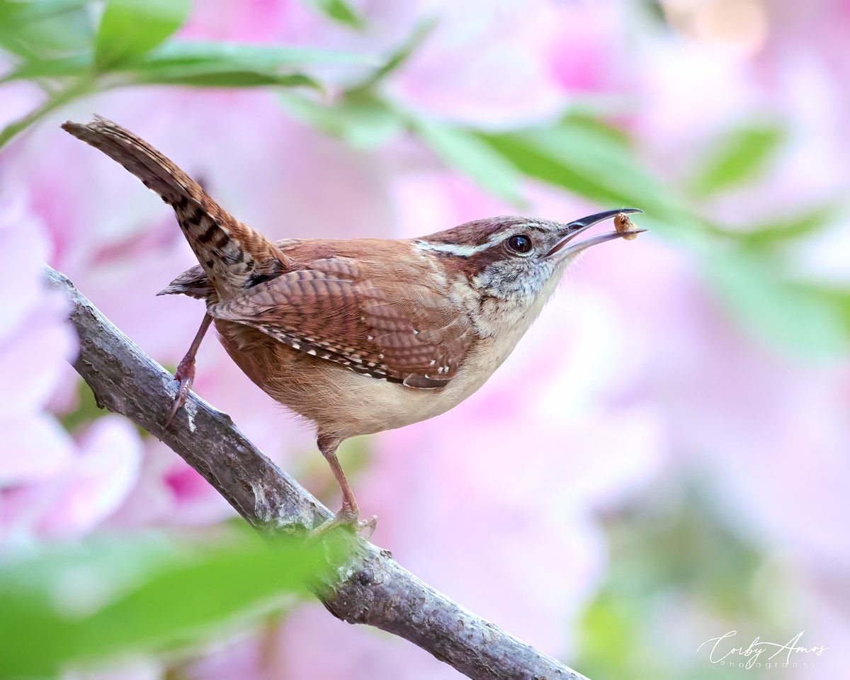 Carolina Wren . ko-fi.com/corbyamos . linktr.ee/corbyamos . #birdphotography #birdwatching #BirdTwitter #twitterbirds #birdpics #BirdsofTwitter