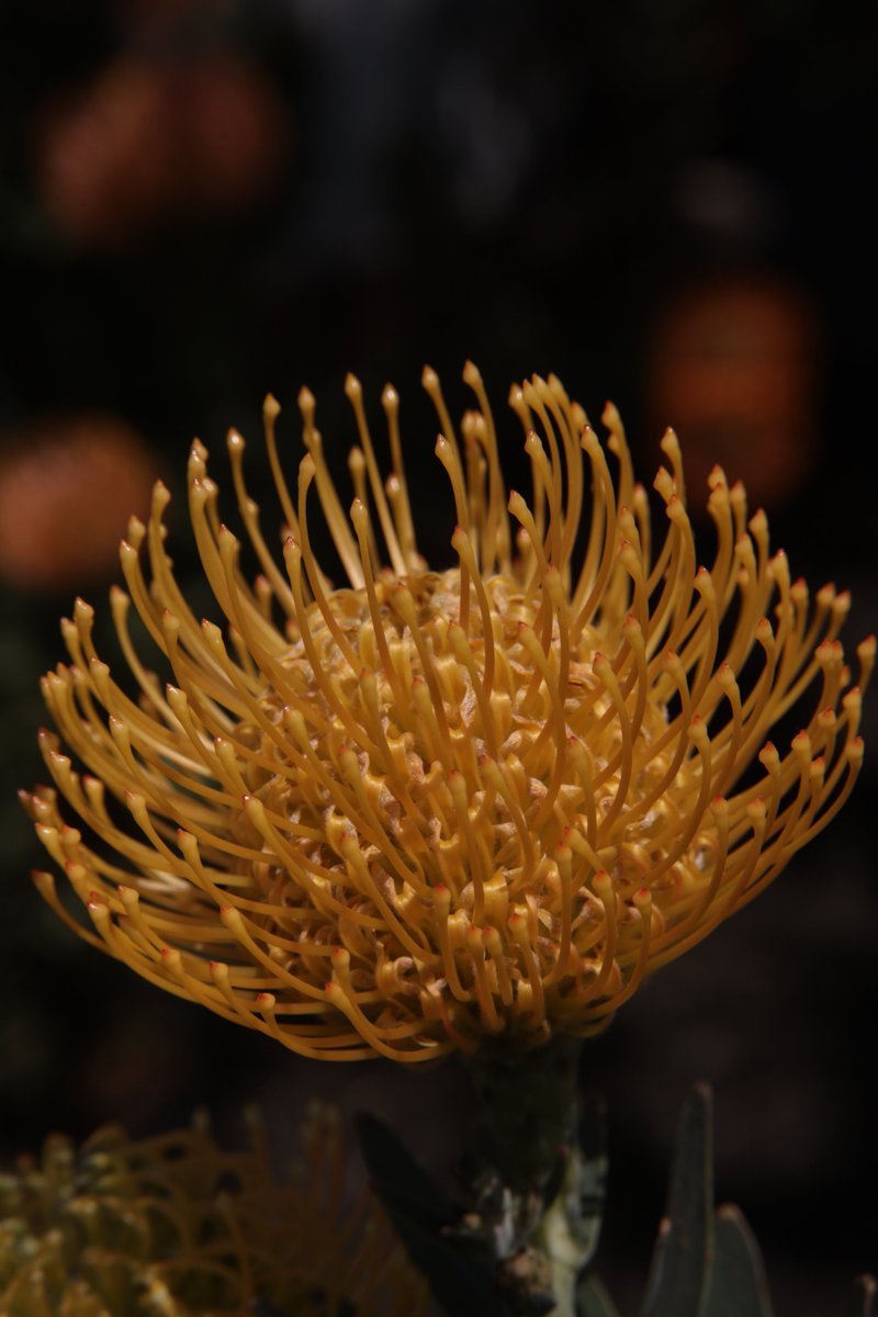 Pincushion 😃

#Photography #Flowers #Leucospermum