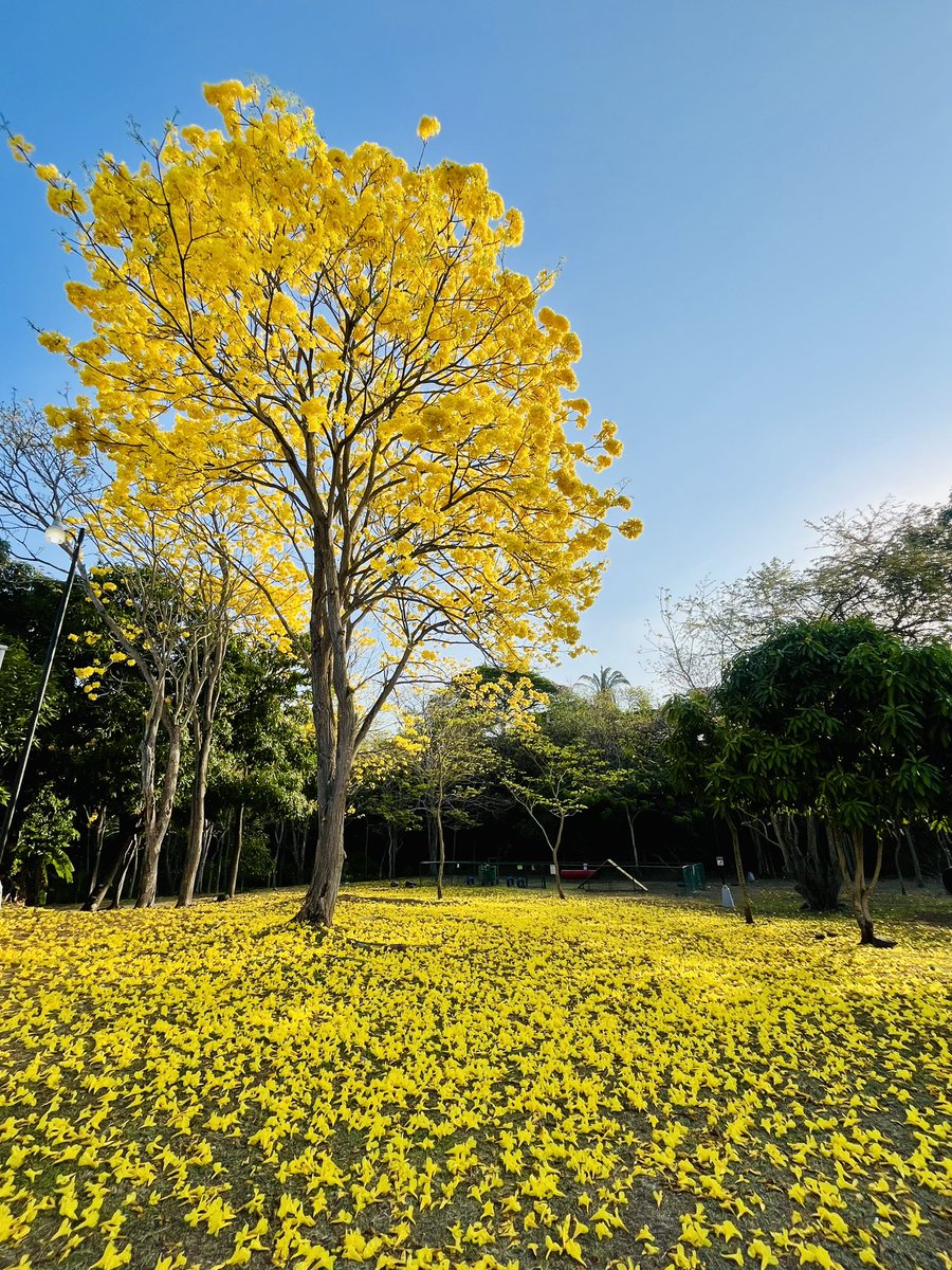 dcvten23's tweet photo. Bellezas de mi hermoso Panamá #Guayacan #Panama 🤩🌼 https://t.co/OxYFa2Z3db