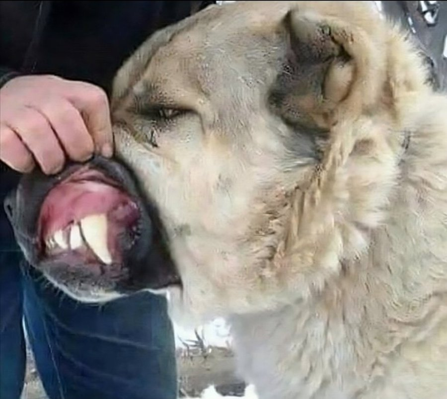 Şöyle dişleri olan yırtıcı köpeğin sokaklarda ve parklarda özgürce dolaşmasını savunan birinin ya aklından zoru vardır!! ya da psikolojik sorunları!! Sahiplenilmeyen tüm başıboş köpekler uyutulmalıdır! @RTErdogan @TBMMresmi @TC_icisleri @AliYerlikaya #KöpekTerörü @kopeksorunu_