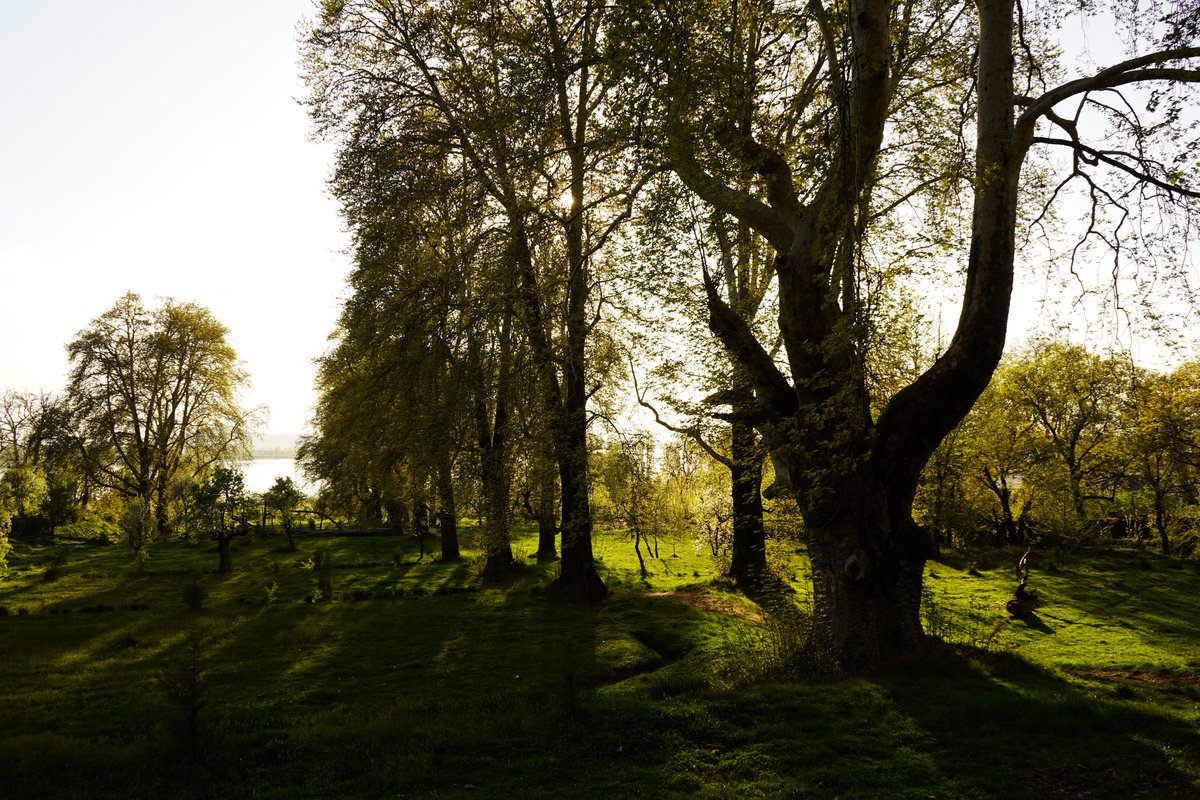 Nishat Bagh. Srinagar. 2024.