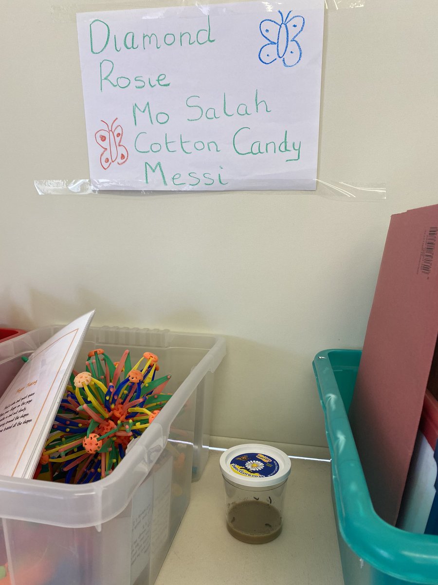 BallinderreenNS's tweet photo. The Junior Infants were thrilled with our new arrivals today. Meet our caterpillars: Diamond, Rosie, Mo Salah, Cotton Candy and Messi. We’ll be learning all about the life cycle of a butterfly and can’t wait to see what happens 🐛🦋 https://t.co/Cq8mlfDXCi
