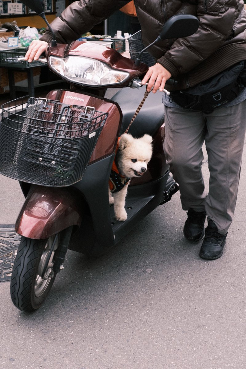バイクに乗る犬

#fujifilm #xt4
#streetphotography #yousawscenes