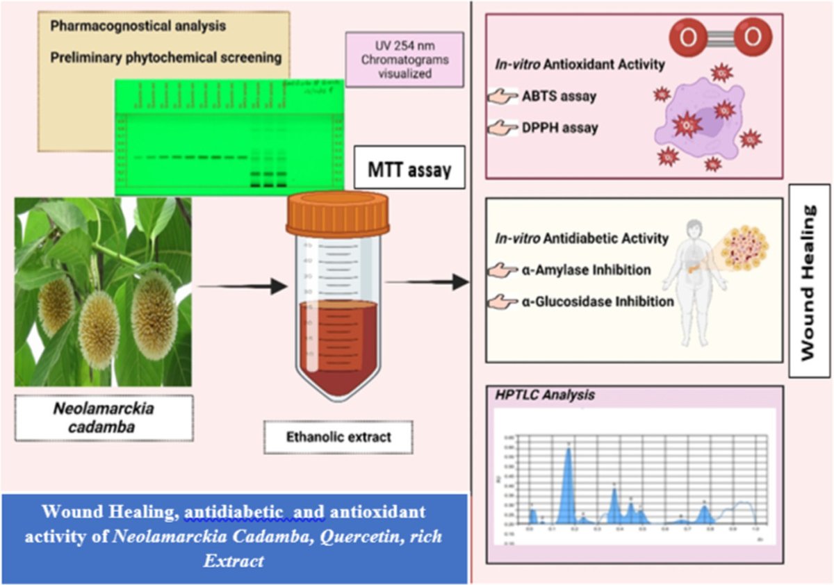 Ethanolic extracts of Neolamarckia cadamba rich in quercetin present wound healing, antidiabetic, and antioxidant activities in vitro: doi.org/10.1016/j.prmc… #Neolamarckiacadamba #ModernChineseMedicine #Research #PharmaTwitter #MedTwitter