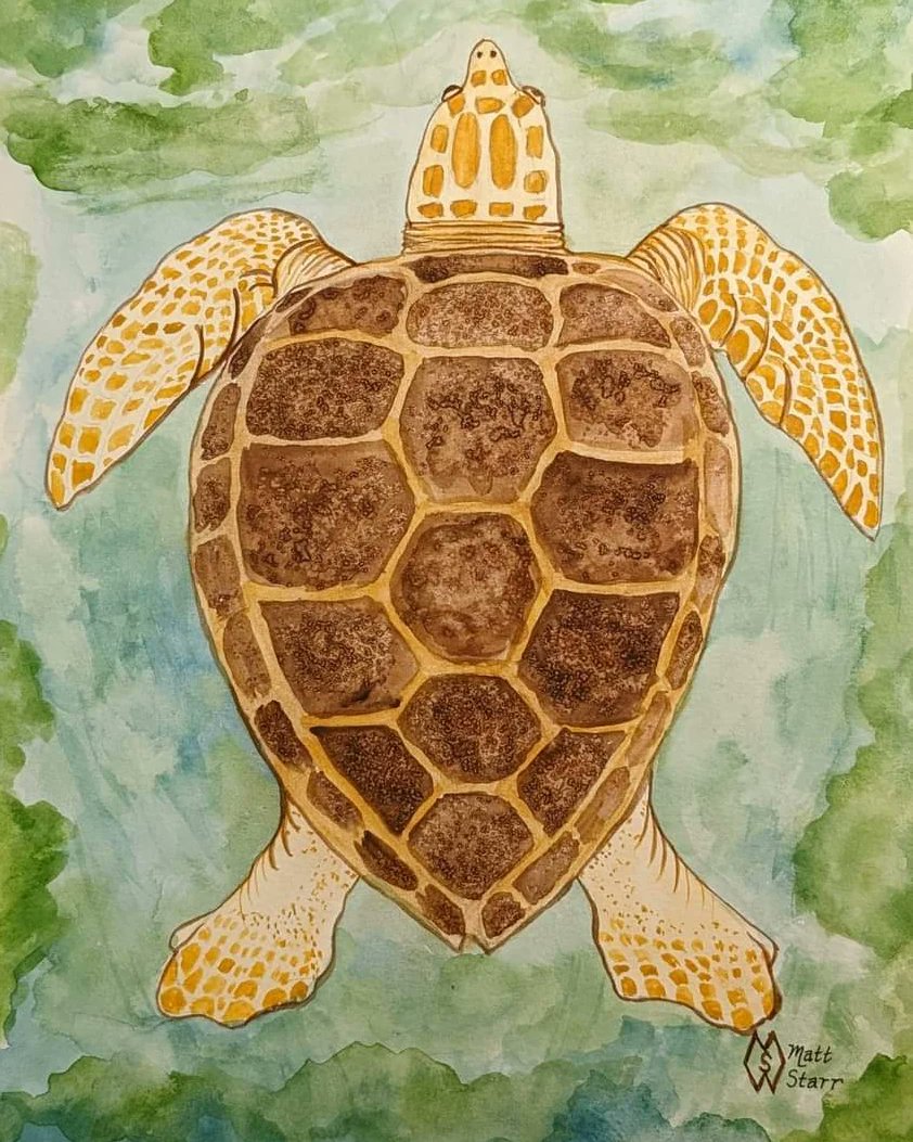 This is my watercolor painting with salt of a loggerhead sea turtle that I was inspired to paint while visiting in Florida.  redbubble.com/shop/ap/130987…
#mattstarrfineart #art #loggerhead #loggerheadseaturtle #seaturtle #seaturtles #turtle #turtles #ocean #sea #reptile #Florida