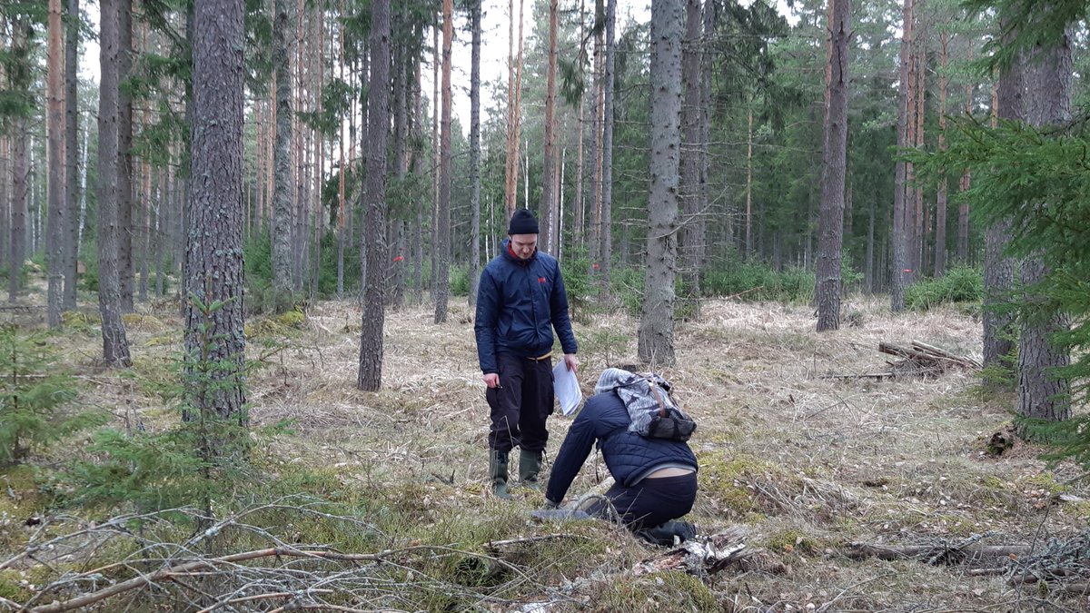 Luonto2100's tweet photo. Maanantaina Luonnonhoito ja ennallistaminen -kurssin opiskelijamme saivat oppia erilaisiin puustomittauksiin Livian metsissä. Tänään mittauksia ja suunnittelutöitä tehtiin kurssitöinä rahaston Pöytyän metsäkuvioilla. #uniturku #maasto #kenttätyö https://t.co/CSlVEh2ElW