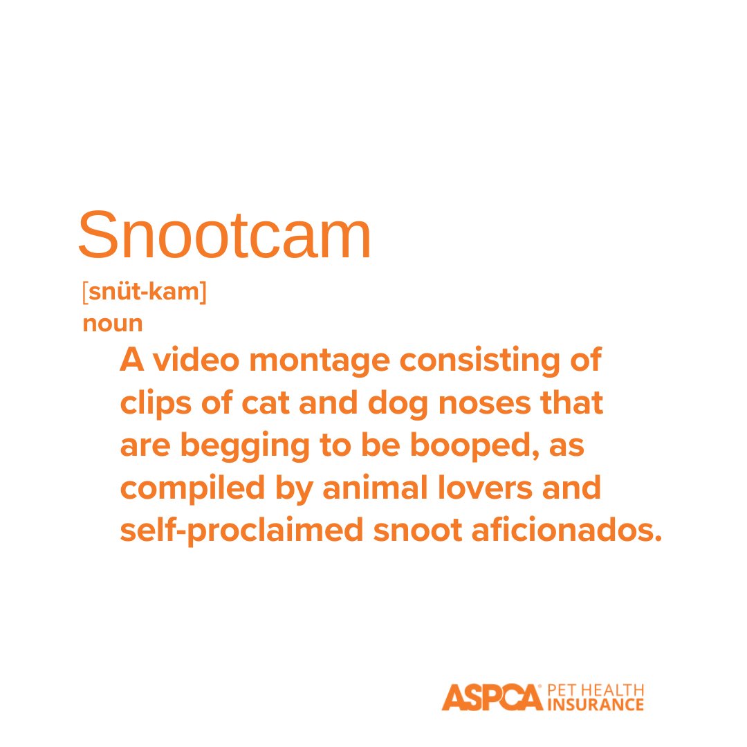 Have you seen our snootcam yet? 🎥🐱🐶 Join the fun and share your furry friend's cute noses below! #snoots #boop #snootcam #ASPCAPetInsurance #PetInsurance #PetParents #Pets #Dogs #Cats #PetPeople #PetPictures