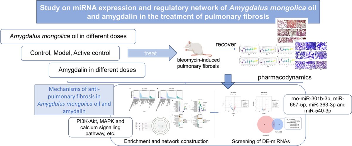 Amygdalus mongolica oil and amygdalin reduced inflammation and ameliorates pulmonary fibrosis induced by bleomycin in rats: doi.org/10.1016/j.prmc… #Amygdalusmongolica #amygdalin #pulmonaryfibrosis #ModernChineseMedicine #Research #PharmaTwitter #MedTwitter