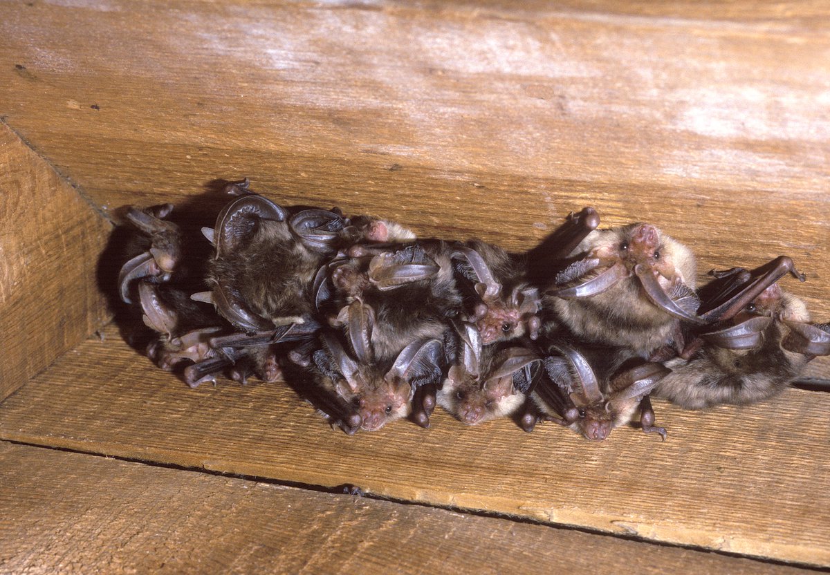 TheCCT's tweet photo. It’s #BatAppreciationDay! Our partnership with @BatsinChurches allows bats to roost in our churches without damaging the church interior. St. Peters, Wintringham, has an exhibition on these striking animals. Why not #stepintospring and pay them a visit? https://t.co/6isHa7oUV4