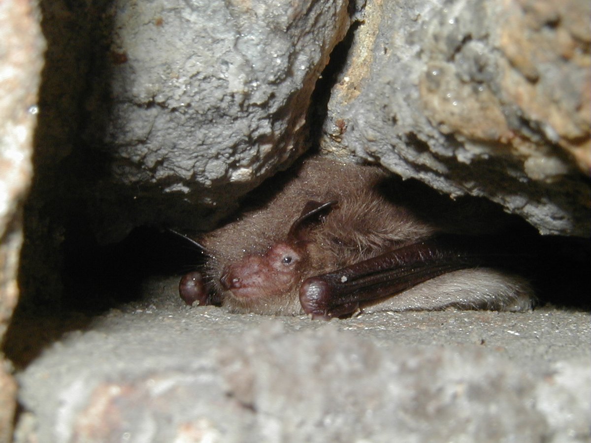TheCCT's tweet photo. It’s #BatAppreciationDay! Our partnership with @BatsinChurches allows bats to roost in our churches without damaging the church interior. St. Peters, Wintringham, has an exhibition on these striking animals. Why not #stepintospring and pay them a visit? https://t.co/6isHa7oUV4