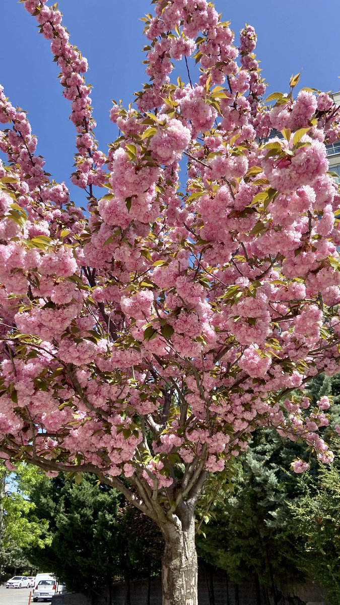 tarotmood's tweet photo. Muhteşem Ankaramın her yeri pembe çiçeklerle dolu https://t.co/6kDi0dIKxk