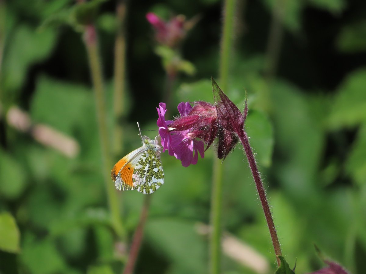 Orange Tip butterflies finally around in good numbers locally, this one going from Red Campion to White Dead-nettle, ignoring its caterpillar food plants available. #wildwebswednesday #wildflowerhour #butterflies