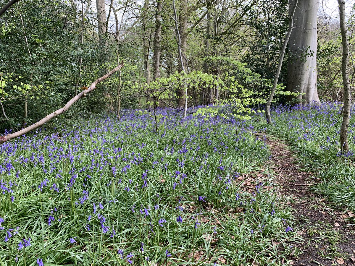 You really need smell-o-vision to appreciate the native bluebells at Marbury today