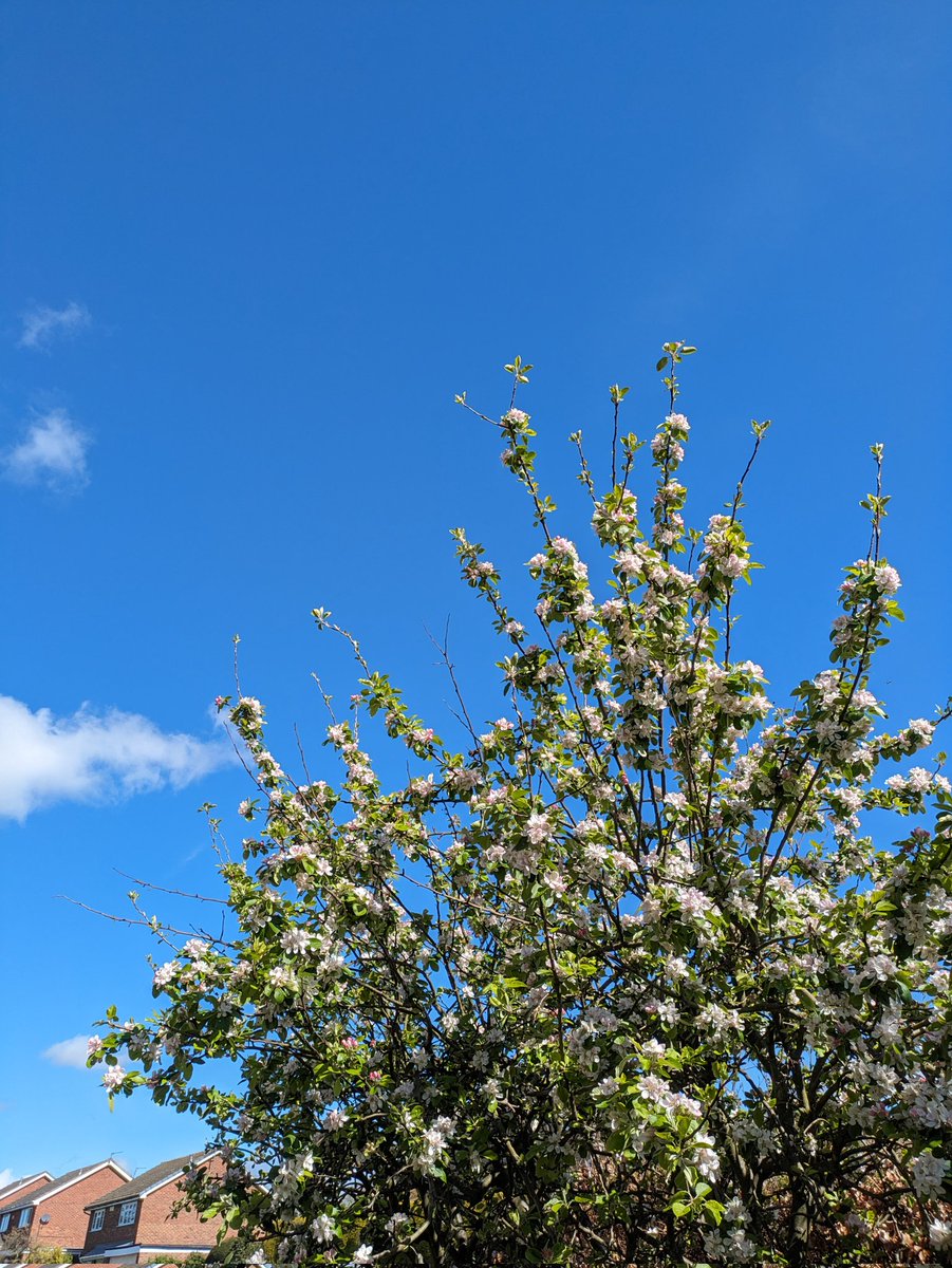 Blue skies and blossom 🌸