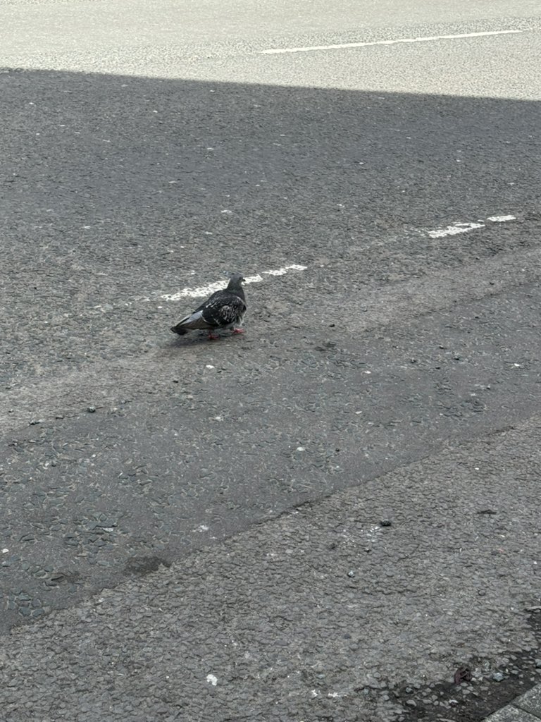 BatesaXXX's tweet photo. Seen Black and White pigeons and also Pink and Brown pigeons too. Lots of changes to animals next generations 🙏🏻🫶🏻 https://t.co/0glJFLEqqf
