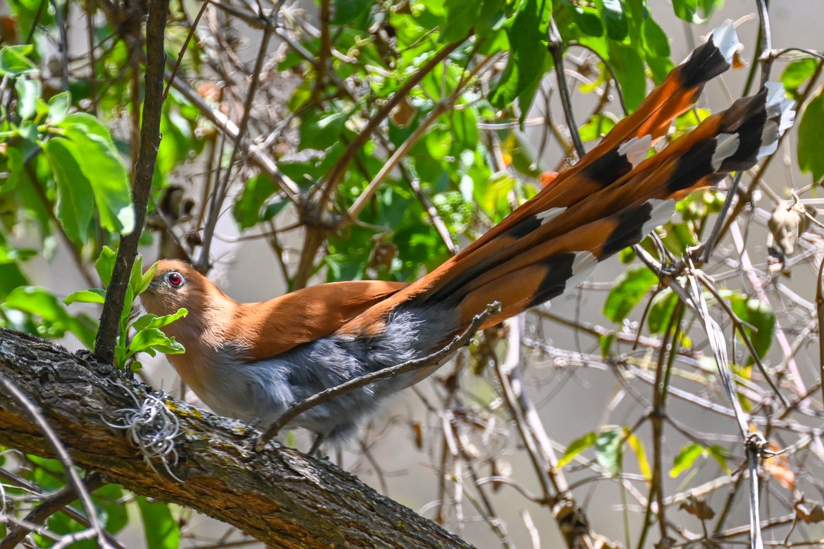 What a strange bird, the squirrel cuckoo! It kind of runs along branches like a squirrel and its flights are just short hops from tree to tree. With tail it's nearly half a meter long! Seen in Morelia yesterday #BirdsSeenIn2024 #birdwatching #birdphotography