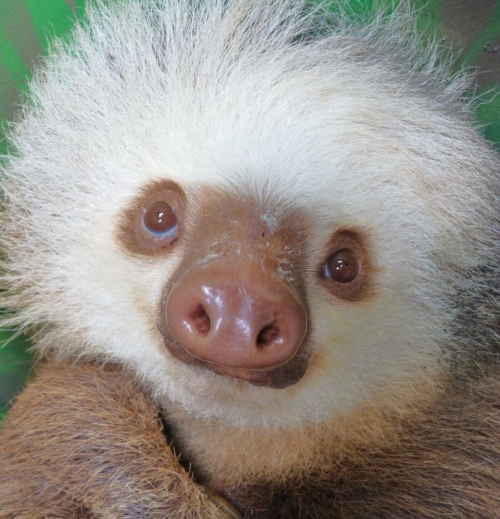 Woke up like this 😂🫶

#sloth #sloths #babysloth #baby #slothlove #animals #cuteanimals