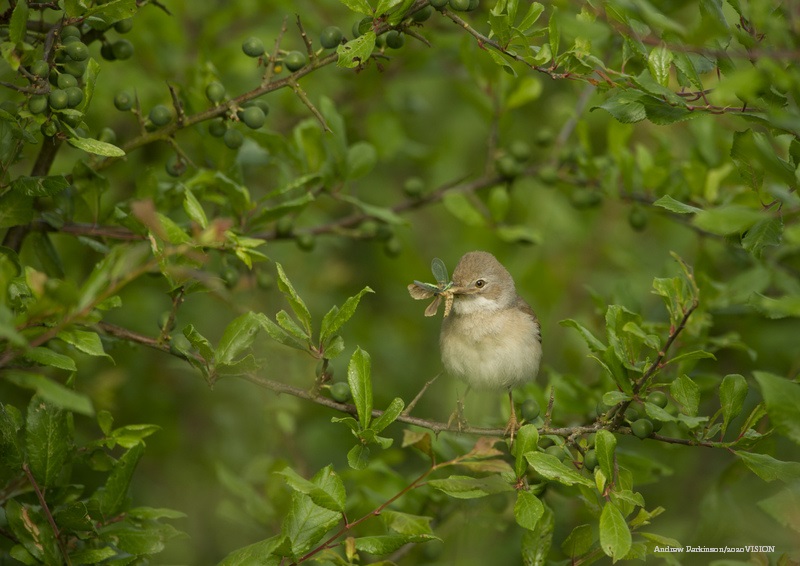 WildlifeTrusts tweet picture