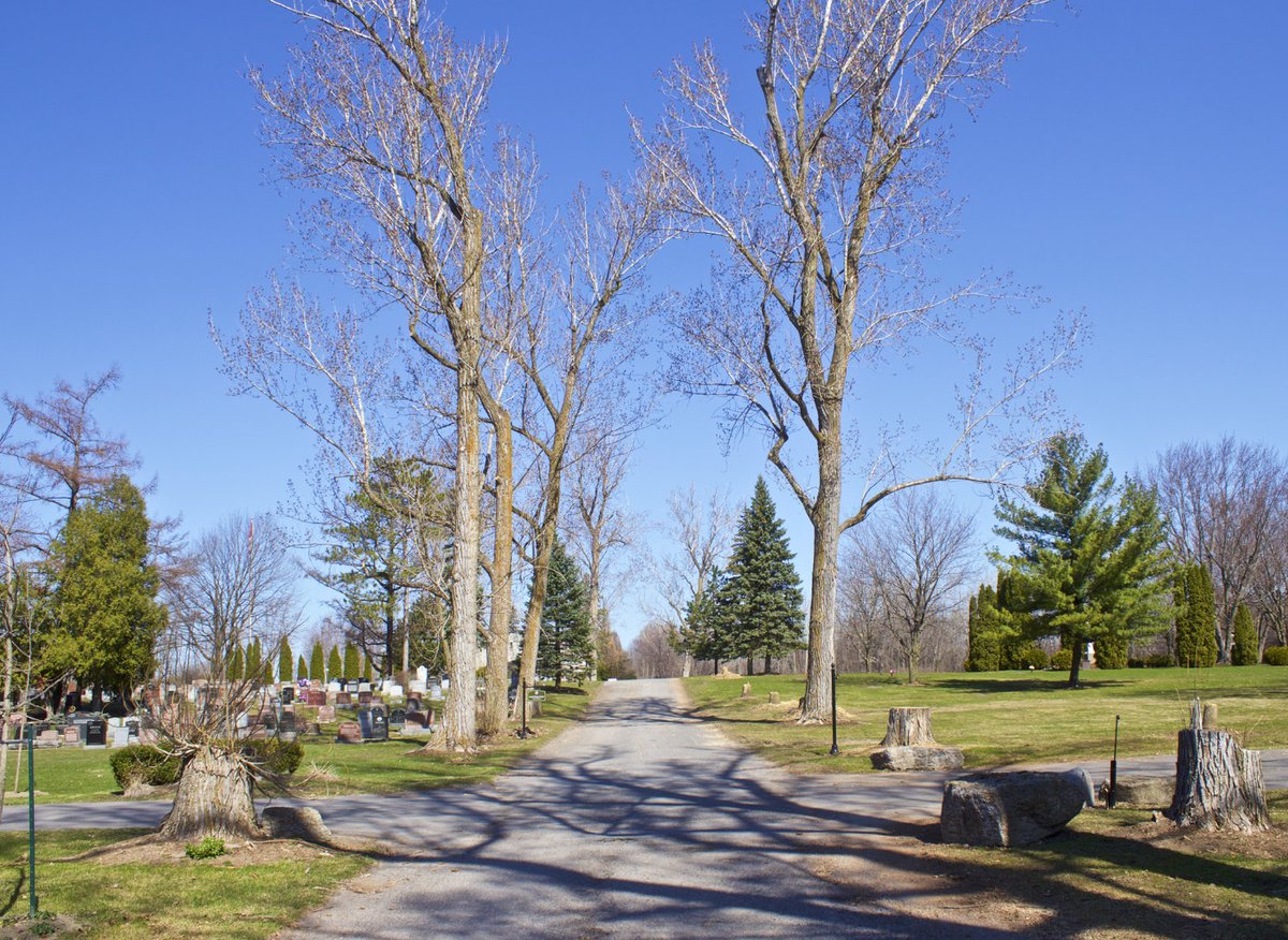 Les peupliers carolins et les cimetières: quel rapport?

floraurbana2.blogspot.com/2024/04/cimeti…

#arbres #paysage #cimetière