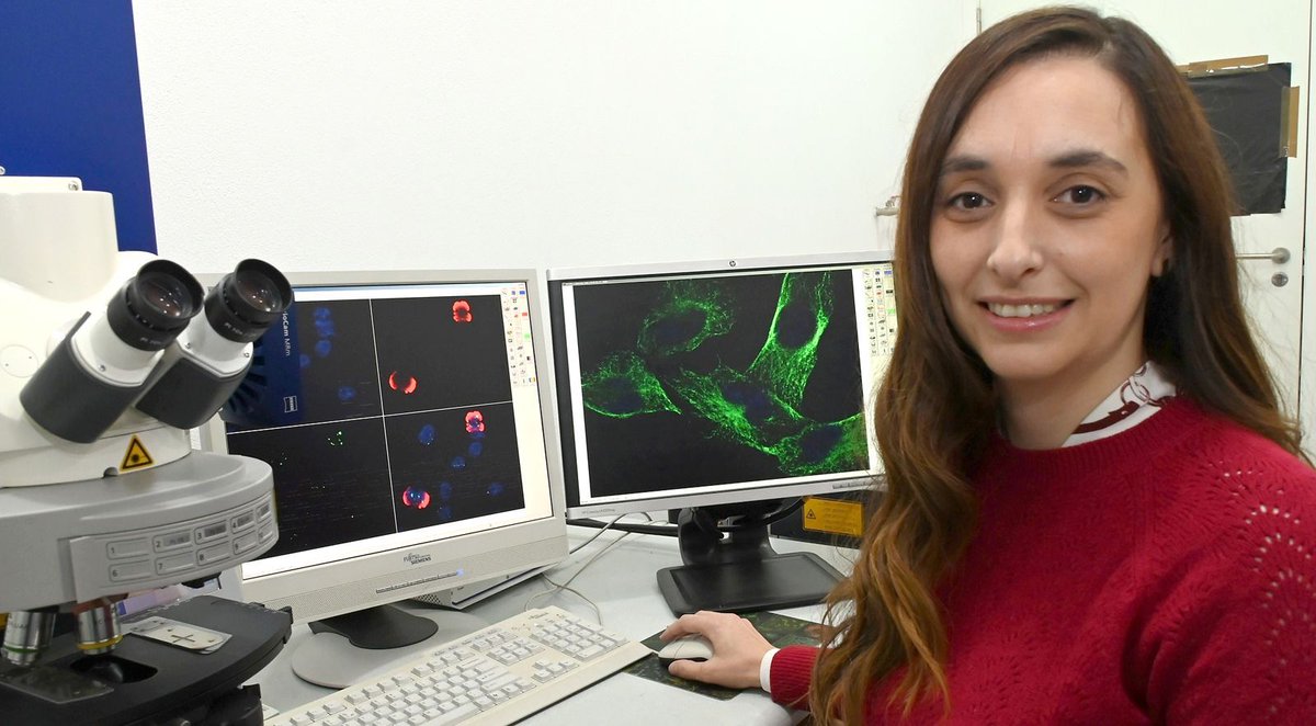 Sandra Louzada da @UTAD_Oficial está a estudar a função de sequências de DNA altamente repetido no genoma, conhecidas por DNA satélite. buff.ly/4aP4d1u #90SegundosCiência