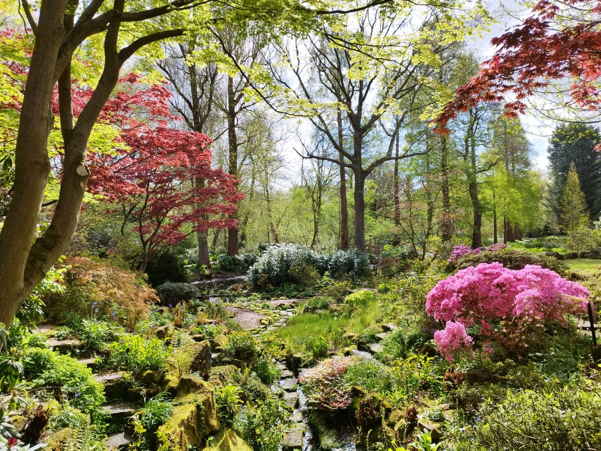 We love seeing the rock garden shine on bright days like this! 🌸☀️ #WinterbourneGarden #UniversityOfBirmingham #Spring #Sun #RockGarden #BotanicGarden