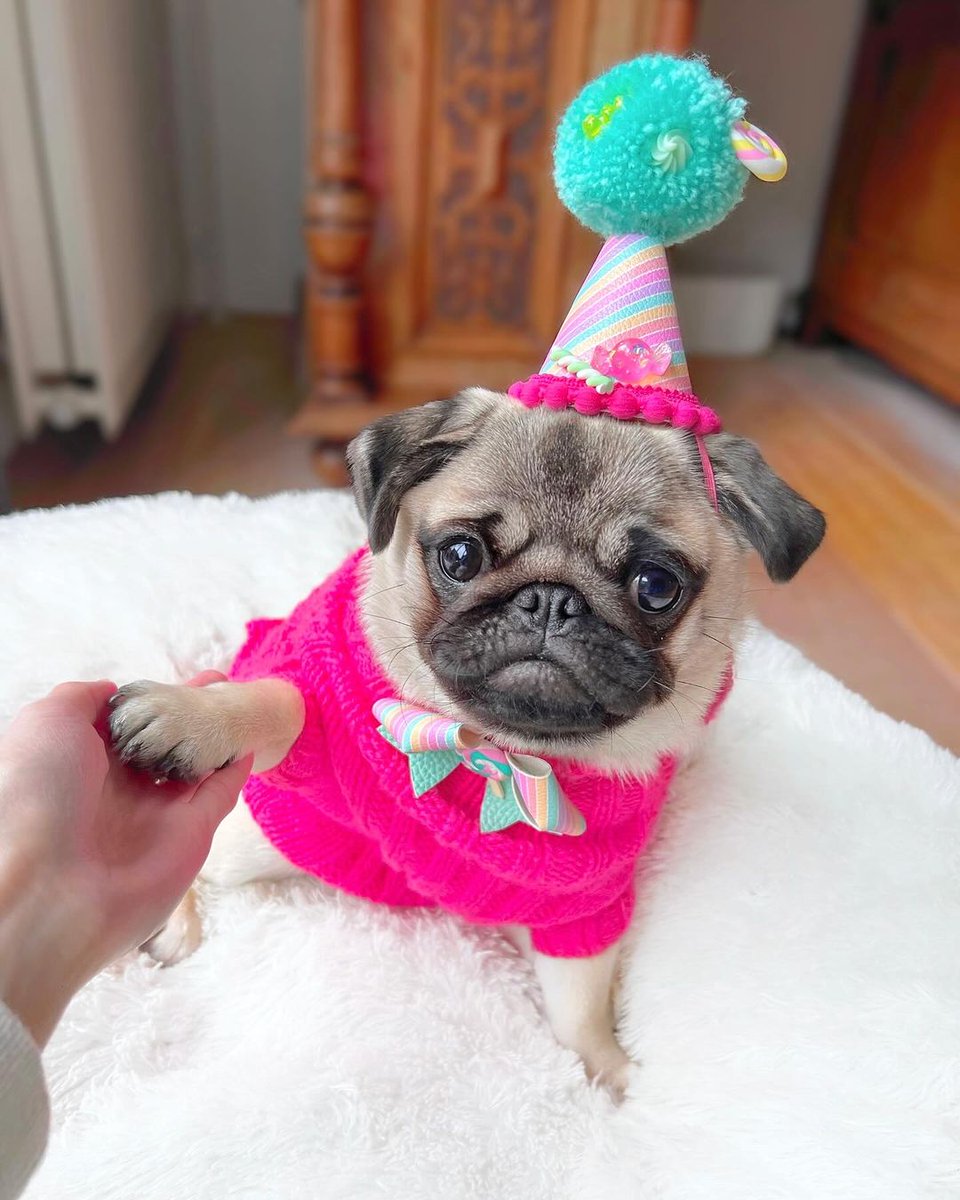 Happy half birthday to our sweet lil Mosey!! 🥳

📷:Credit by👉:instagram @pugloulou
👉👉Follow @Pug_fans_  for more content.
*
*
*
*
#Hasan #Dubai #pugslife #pugs #pugclub #pugbasement