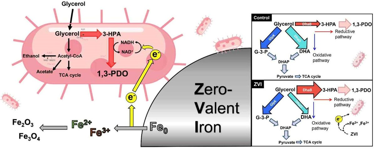 Exciting findings: Zero-valent iron (ZVI) boosts PDO production from glycerol by Klebsiella pneumoniae L17. #ZVI induces metabolic shifts, enhancing biotransformation. Promising for future #fermentation strategies  

#Bioconversion #Microbiology #ZVI

mdpi.com/2311-5637