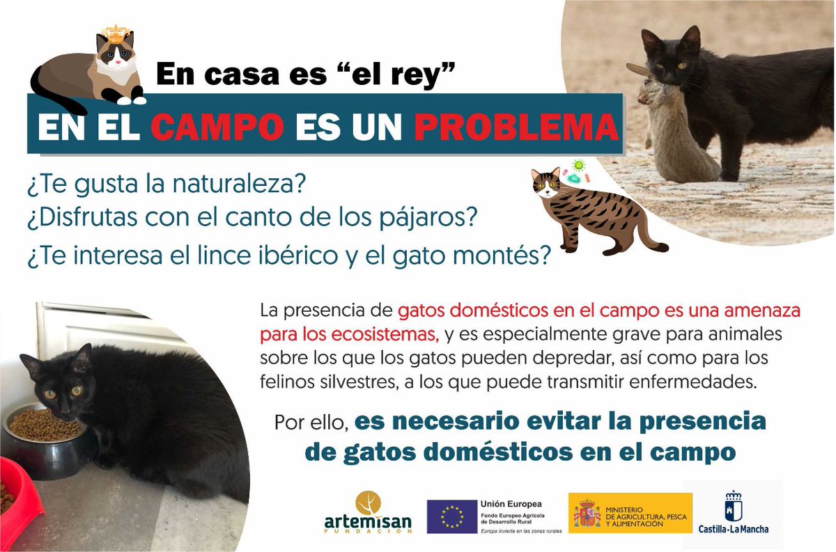 f_artemisan's tweet photo. 🐱 En casa es "el rey", pero en el campo es un problema. Si te gusta la naturaleza, evita que tu gato doméstico salga al campo. Pueden depredar sobre numerosas especies y transmitir enfermedades a felinos silvestres. #LosGatosEnCasa Más info: 🔗 https://t.co/D7LsJ3p9Q3 https://t.co/jlE7lZrqQU