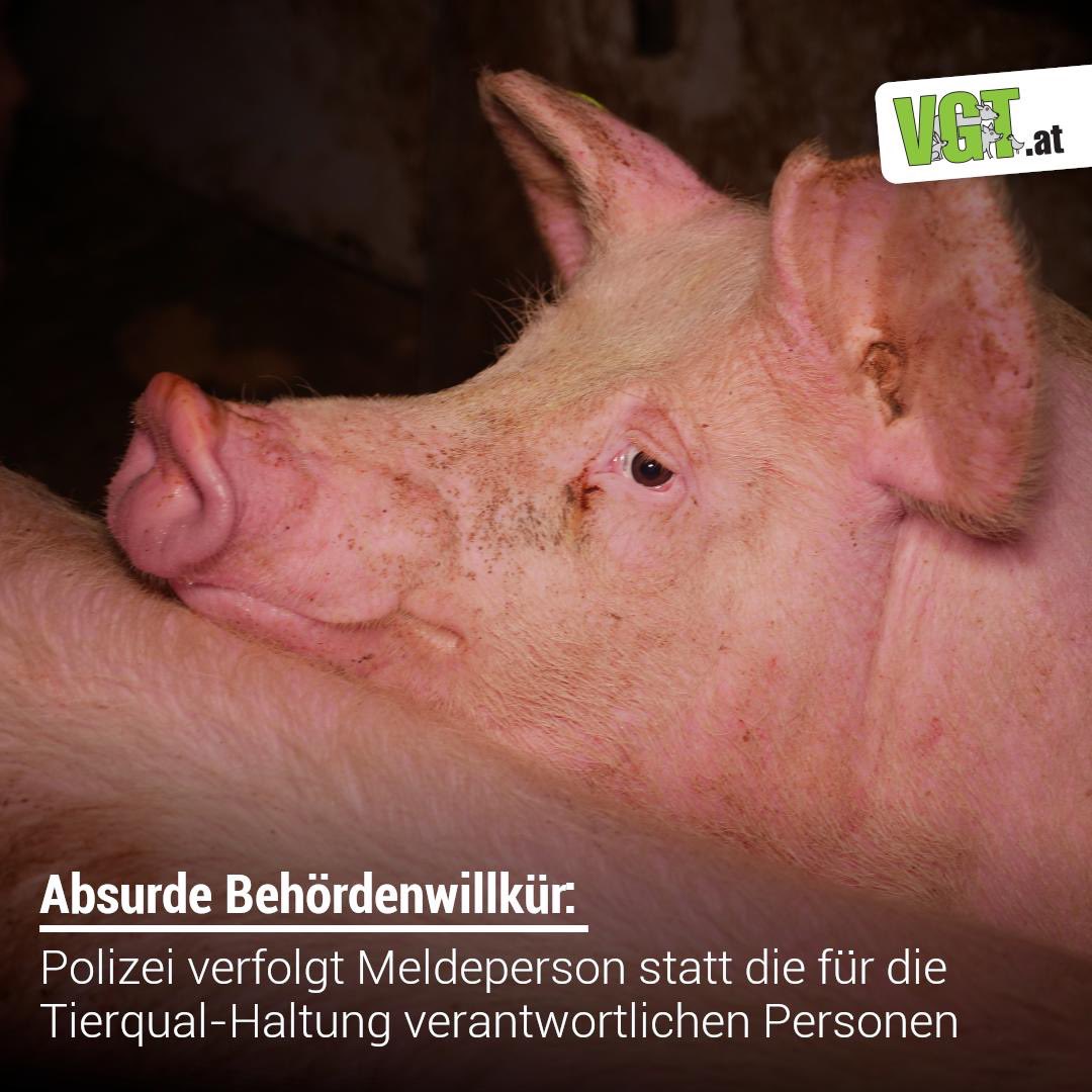 POLIZEIVERHÖR! Nachdem wir grauenhafte Zustände in einer Vollspaltenboden-Schweinefabrik öffentlich gemacht haben, bringt BH Leibnitz jetzt Anzeige ein - aber nicht gegen die Schweinefabrik, sondern gegen den VGT. Das Aufdeckungsvideo sei Tierquälerei wegen unterlassener