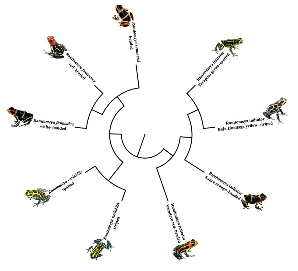 Bibiana Rojas (@biobiiana) on Twitter photo Rubio et al —> "Under pressure: evidence for selection on color-related genes in #poisonfrogs of the genus Ranitomeya" <a href="/KyleSummersk/">Kyle Summers</a> @PoisonEcology <a href="/evoecology/">Evolutionary Ecology</a>
rdcu.be/dE1mD Rubio et al —> "Under pressure: evidence for selection on color-related genes in #poisonfrogs of the genus Ranitomeya" <a href="/KyleSummersk/">Kyle Summers</a> @PoisonEcology <a href="/evoecology/">Evolutionary Ecology</a>
rdcu.be/dE1mD