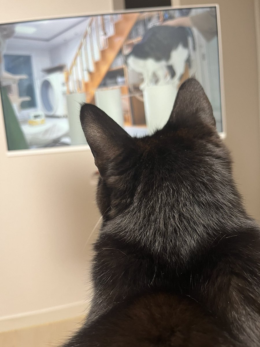 고양이방송을 그 누구보다 즐기는 중