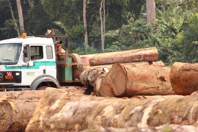 Trees are poems that the earth writes upon the sky. To be without trees would, in the most literal way means to be without our roots. Deforestation is altering our climate, harming people & the natural world. We must end illegal logging & indiscriminate tree-cutting. @EUinUG