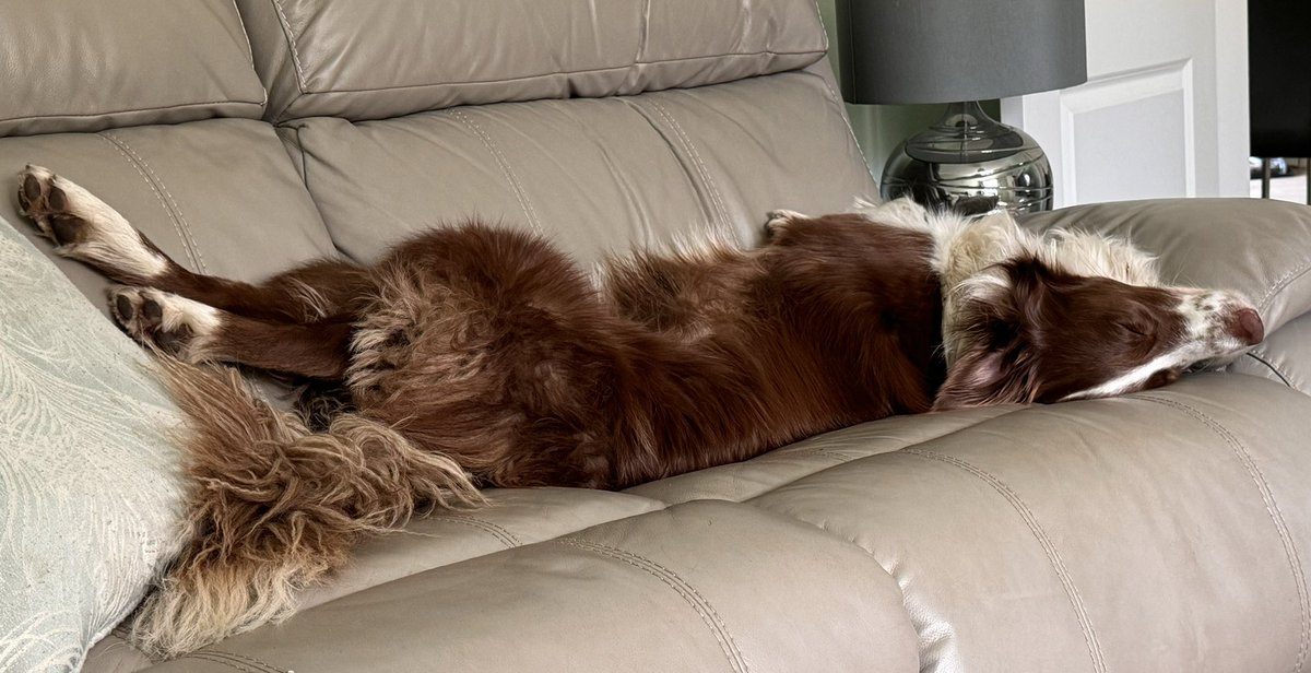 I look up from my laptop and she’s sleeping like this, contortionist dog #bordercollie