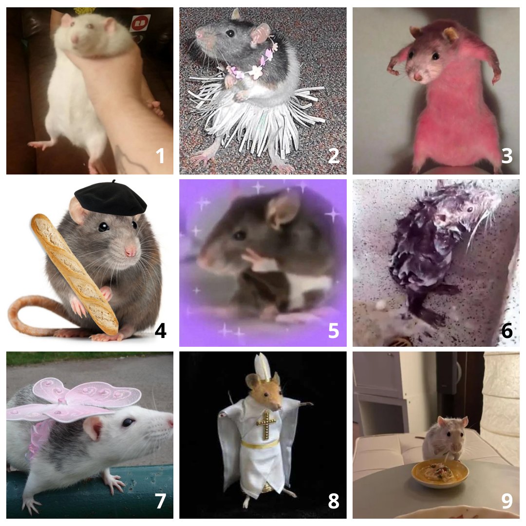 Which rat are you today? 🐀