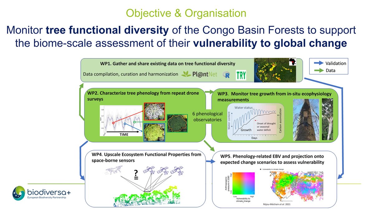 <a href="/CoForFunc/">CoForFunc</a> monitors tree functional diversity in Congo Basin Forests to support assessment of their vulnerability to global change. They combine repeat drone surveys of canopy tree phenology with in-situ eco-physiology measurements, and satellite remote sensing.
#BiodivMonTallin