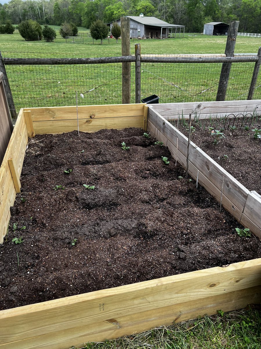 Good morning from the farm 🥰 So this box is full of potatoes 🥔 & for the last 4 days I’ve had to add soil to mound…these were completely covered yesterday & over night this happened, again. I may take the copper out…idk 🤷🏼‍♀️ growing is ridiculously crazy. Feeling Blessed 😇