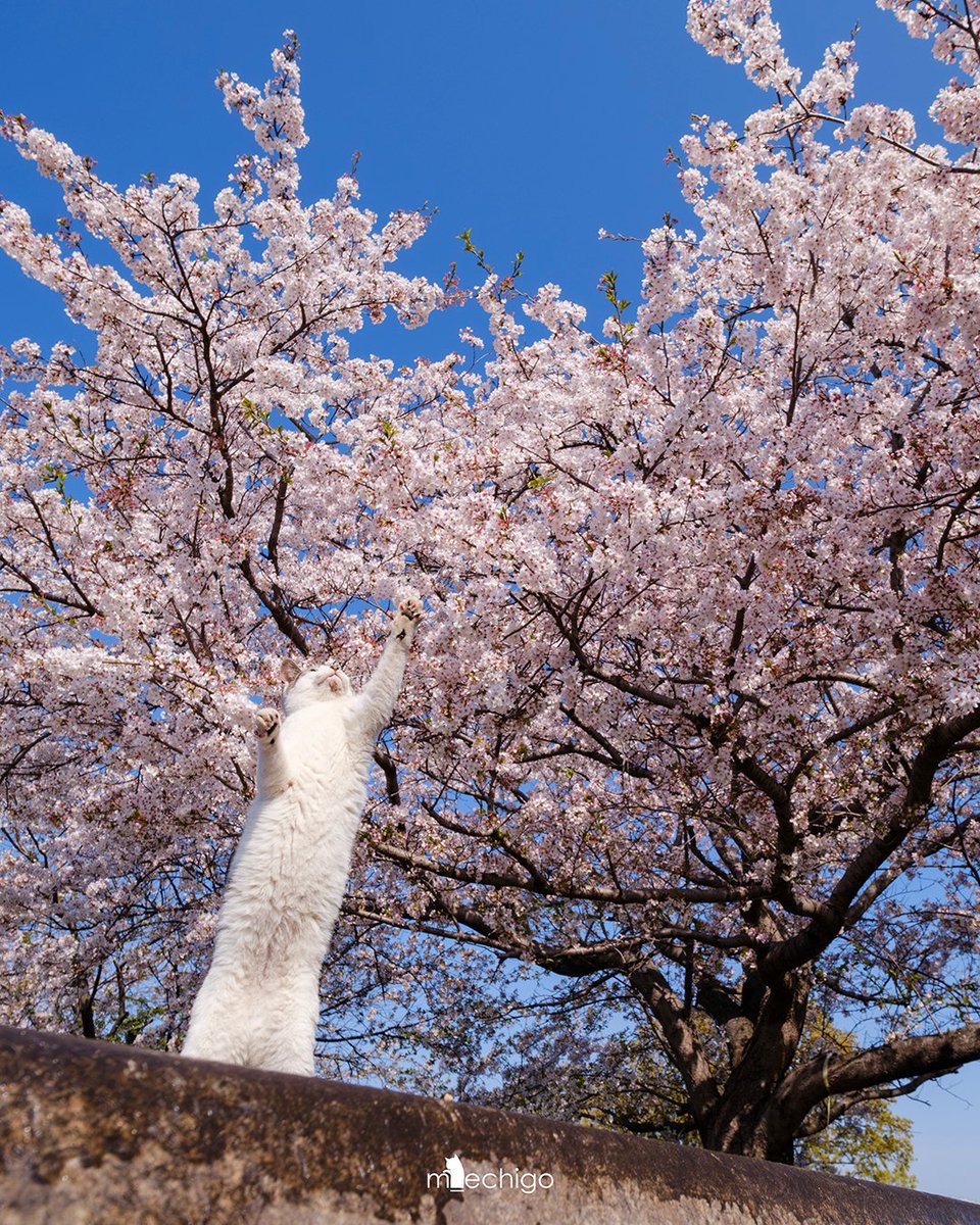 あの桜にもう少しで届きそう～。
#猫 #桜 #cherryblossom