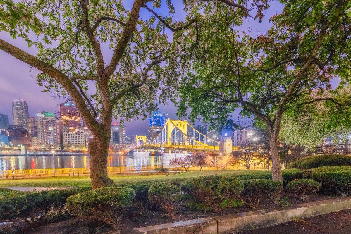 Though the branches on these trees have thinned over the years, they still provide a beautiful frame for the Clemente Bridge in #Pittsburgh. I've been looking forward to this shot for a few years, as the bridge has been under construction the last few years. Always a favorite.