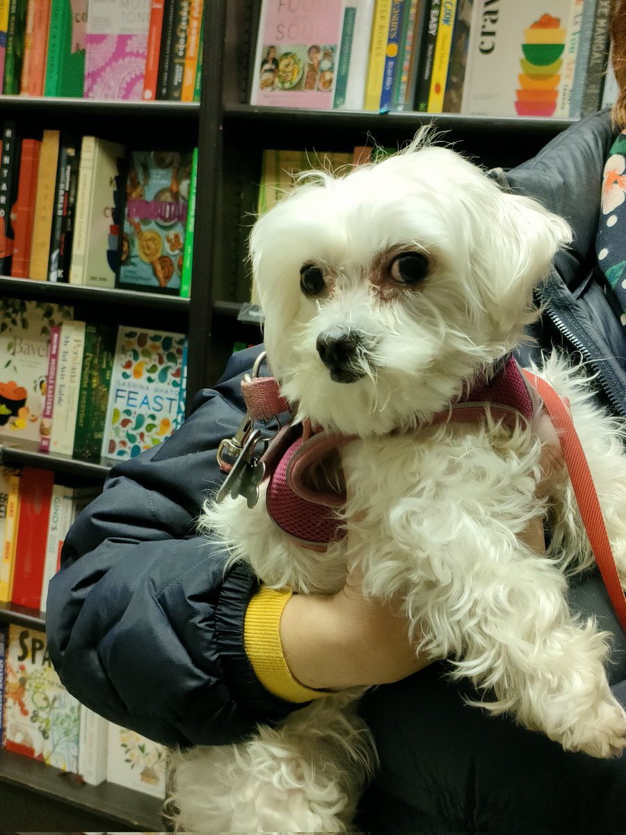 #DogsInBookshops adding to an already exciting day 😀