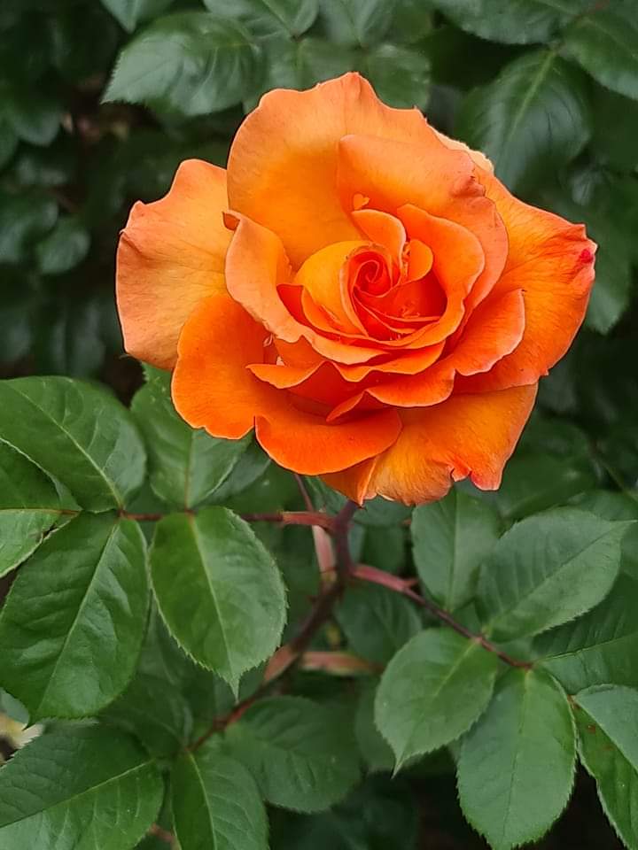La rosa ti parla d'amore silenziosamente.🌹 dal giardino di casa. 📸mia . Buon pomeriggio